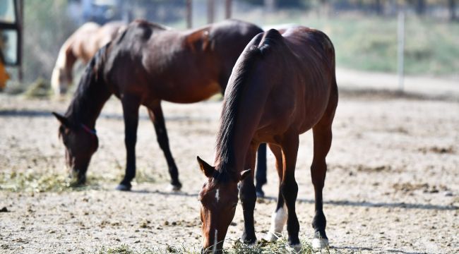Faytonlardan Alınan Atlar, İzmir Doğal Yaşam Parkı'nda