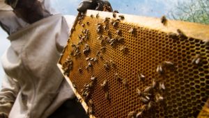 Kimyasal Tarım İlaçları Doğa'ya ve Arılara Zarar Verdi