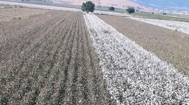 Pamuk Üreticileri Fiyatlardan Yakındı