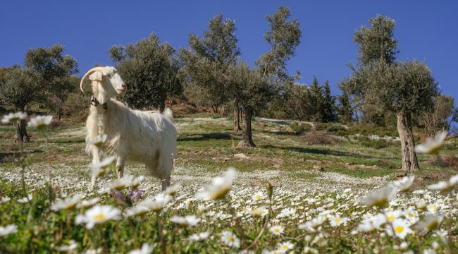 İzmir'de Koyun Yetiştiriciliğine Destek