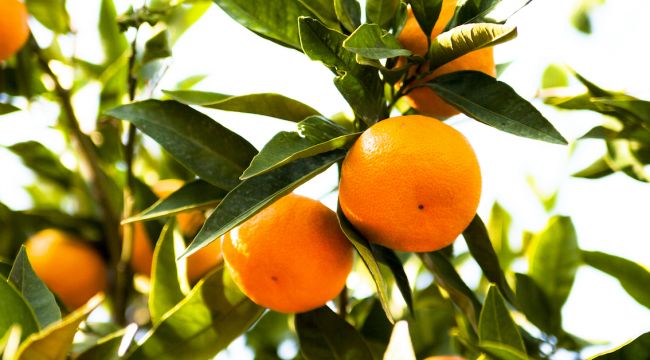 Satsuma Mandalina Rekoltesi Düşük, Kalitesi Güzel