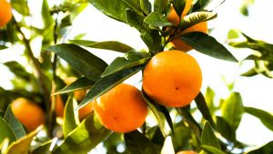 Satsuma Mandalina Rekoltesi Düşük, Kalitesi Güzel