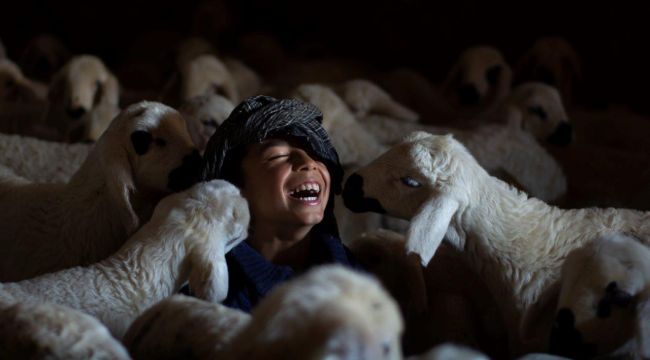 Büyüleyici Tarım Ve Hayvancılık Fotoğrafları