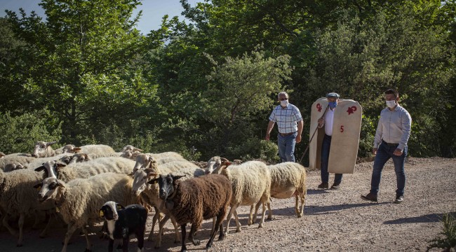 İzmir'de Hayvanlar Meraya Salındı