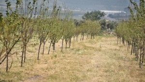 Tarım Arazileri Yeniden Canlandırılıyor