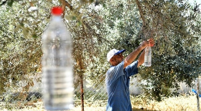 Zeytin Sineğine Karşı Tuzakla Mücadele