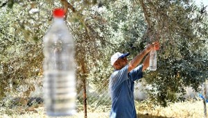 Zeytin Sineğine Karşı Tuzakla Mücadele