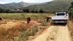 İzmir'de Keten Hasadı 