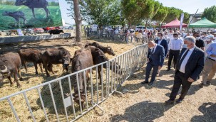 İzmir'de Hayvancılık Destekleri Sürüyor