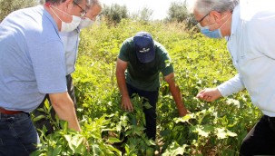 İzmir'de Yerli Tohum Yetiştiriciliği Artıyor