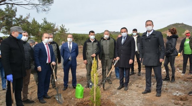 Ayvalık'ta Yanan Alana Tohum Saçıldı Fidan Dikildi