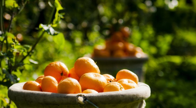 Ege Bölgesi'nden Yapılan Mandalina İhracatı Yüzde 83 Arttı