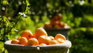 Ege Bölgesi'nden Yapılan Mandalina İhracatı Yüzde 83 Arttı