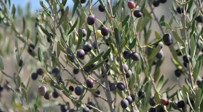 Yabani Zeytin Ağaçları Ekonomiye Kazandırılıyor