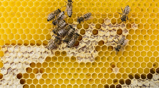 Yaşamın Döngüsünde Arıların Önemi