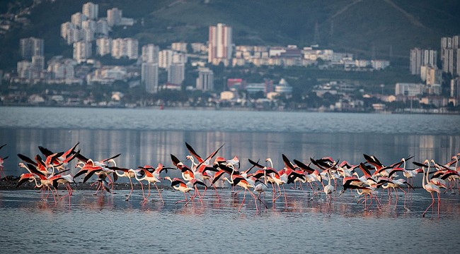 Yeşil Alan Oranı Giderek Düşen İzmir'de Yeşil Eylem Planı